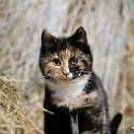 DSC05331_1