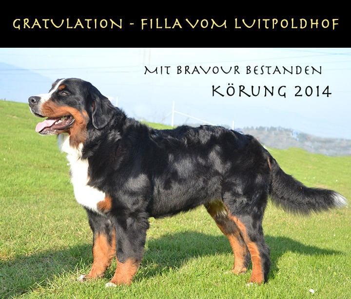 Filla2014Koerung