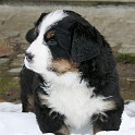 P1200952_gelb_ausschnitt