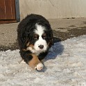 gelb_P1210445