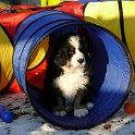gelb_S_P1210607