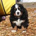 IMG_0229