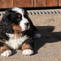 IMG_0451