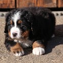 IMG_0556