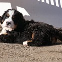 IMG_0584