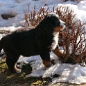 IMG_0699