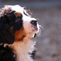 IMG_0271