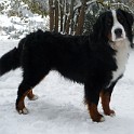 Baloo