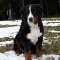 Filla_vom_Luipoldhof_624_V2